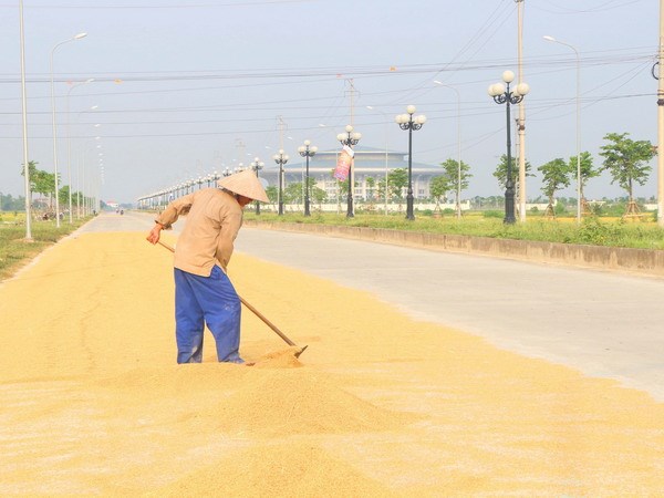 Nằm mơ thấy lúa tốt hay xấu? Mơ thấy lúa đánh đề số nào?