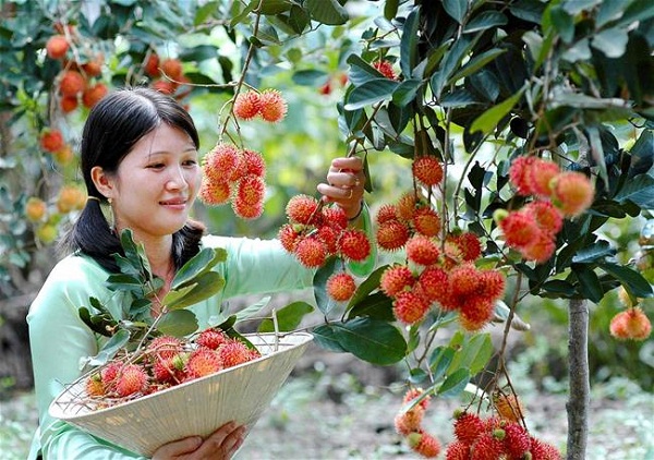 Nằm mơ thấy trái cây đánh con gì? Giải mã giấc mơ thấy trái cây?