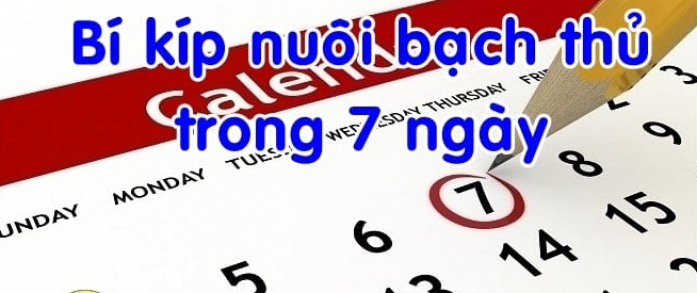 Bí quyết nuôi lô bạch thủ khung 7 ngày hiệu quả cao